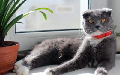 Katzenfutter ohne künstliche Zusatzstoffe