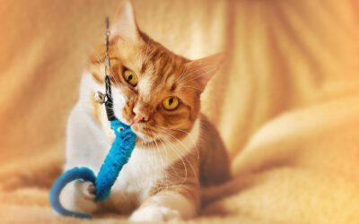 Ausstattung und Spielzeug für Katzen