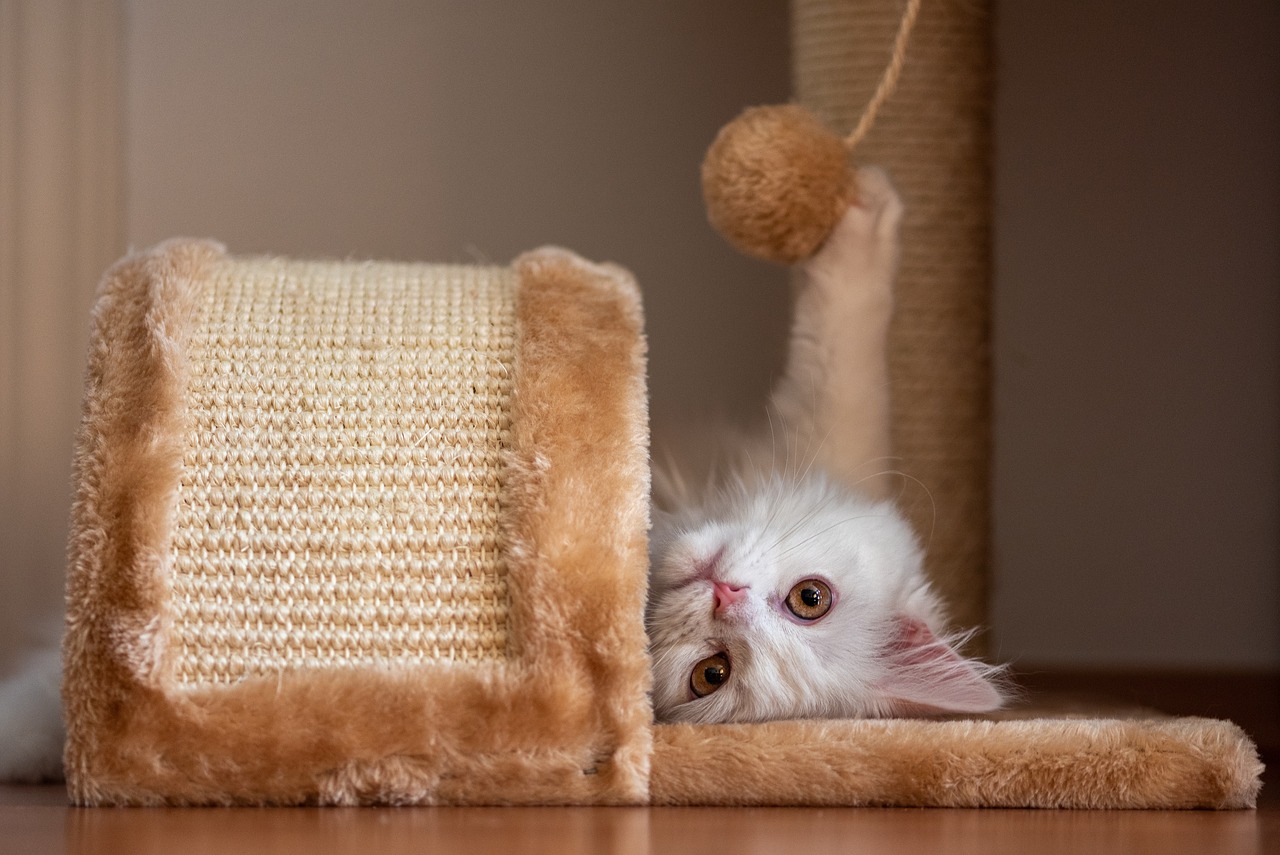 cat-5694895_1280