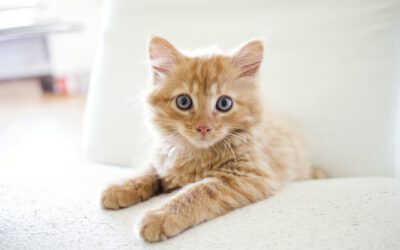 Gesundheit und Ernährung bei Katzen – So bleibt dein Stubentiger fit und munter
