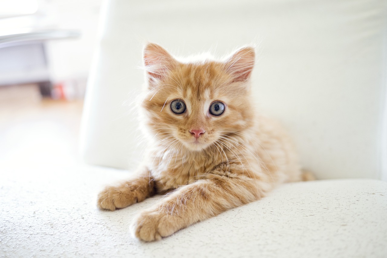 cat-6042858_1280