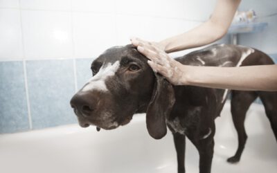 Pflege und Hygiene bei Hunden – Sauber, gesund und zufrieden