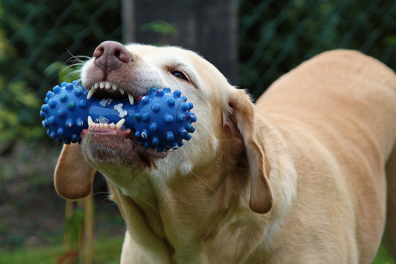 dog-167663_1280