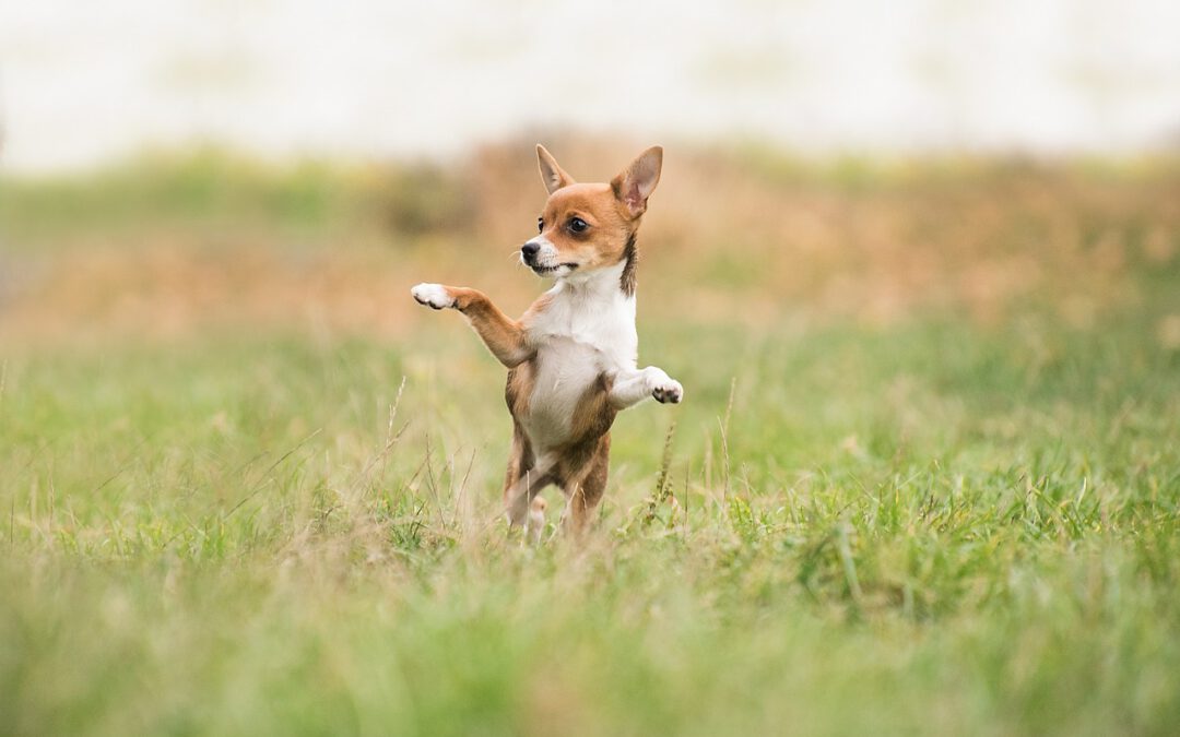 Gesundheit und Vorsorge bei Hunden – Fit und fröhlich durchs Leben