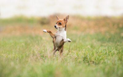 Gesundheit und Vorsorge bei Hunden – Fit und fröhlich durchs Leben