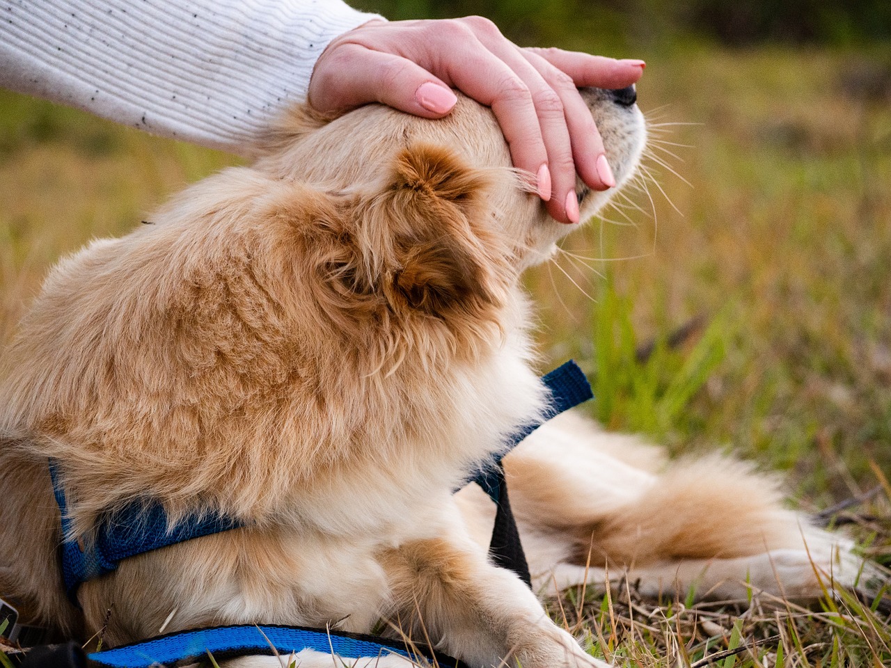 dog-5383830_1280