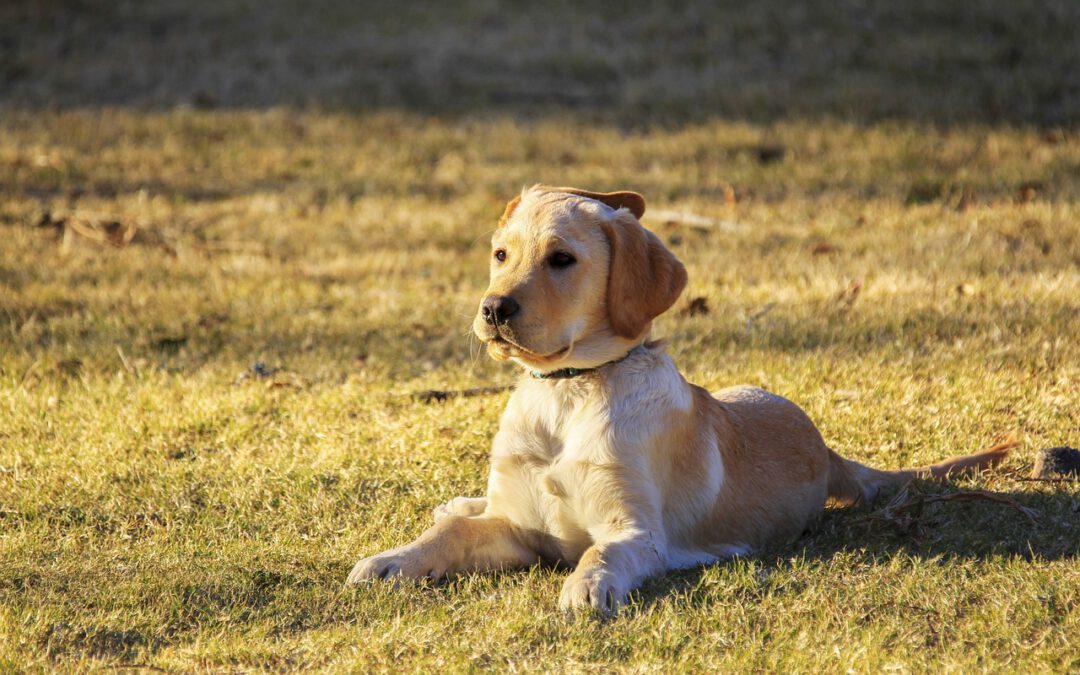 So klappt’s mit dem besten Freund – Hundeverhalten und Erziehung einfach erklärt