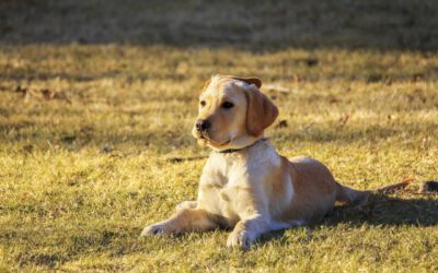So klappt’s mit dem besten Freund – Hundeverhalten und Erziehung einfach erklärt