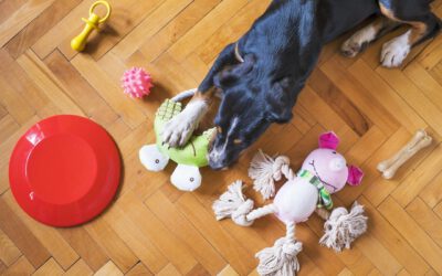  Ausstattung und Spielzeug für Hunde – Was dein Vierbeiner wirklich braucht