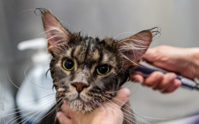 🧼 Pflege und Hygiene bei Katzen – Mehr als nur putzen lassen