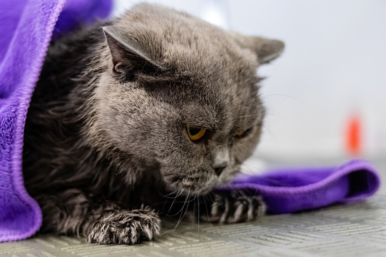 grooming-6877263_1280
