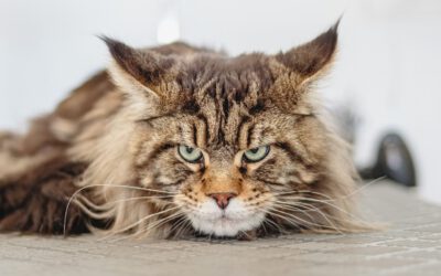 Verhalten und Erziehung bei Katzen – Geht das überhaupt?