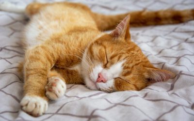 Katzenfutter ohne Tierversuche kaufen – so geht’s