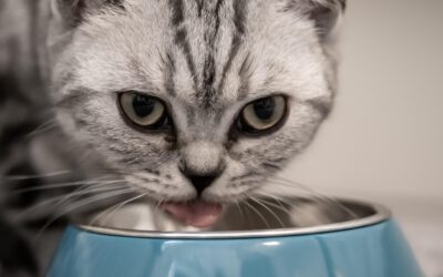 Sensible Katze, sensibles Futter