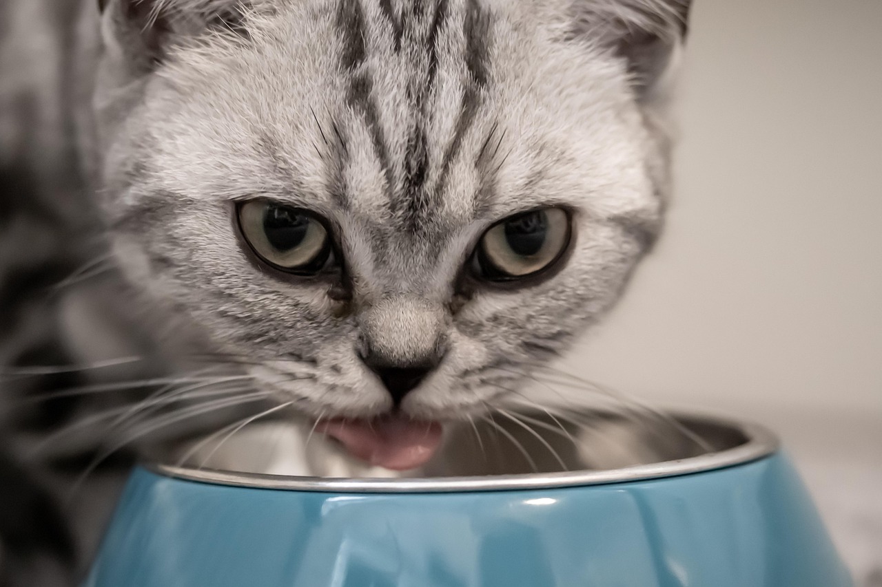 Katze sitzt vor einem blauen Napf Katze sitzt vor einem blauen Napf