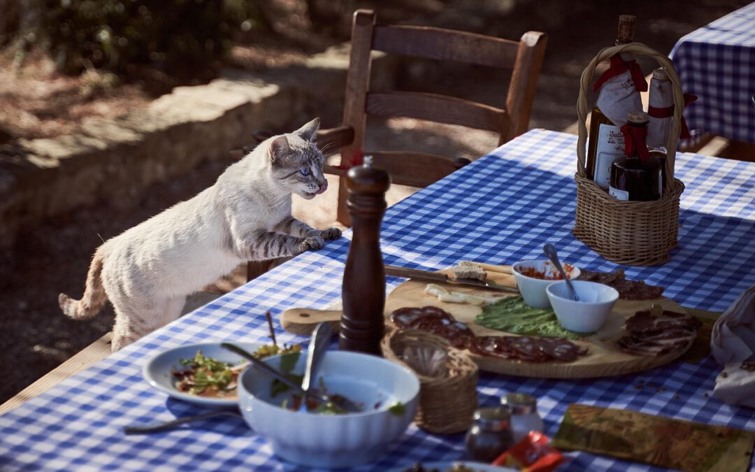 Wie erkenne ich hochwertiges Katzenfutter?