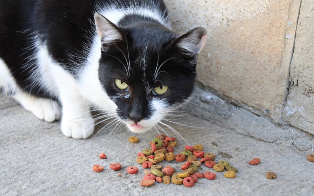 Katzenfutter selber machen – einfache Rezepte