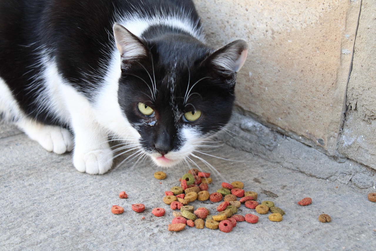cat-6939478_1280 rohes Fleisch