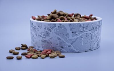 Woran du gutes Katzenfutter erkennst