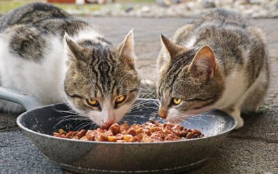 Katzenfutter ohne Zucker und Getreide