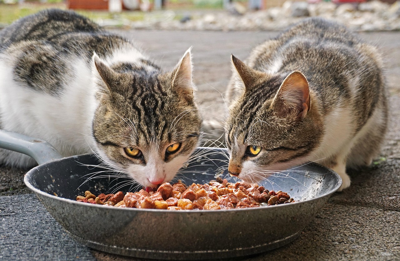 cats-4372525_1280 rohes Fleisch