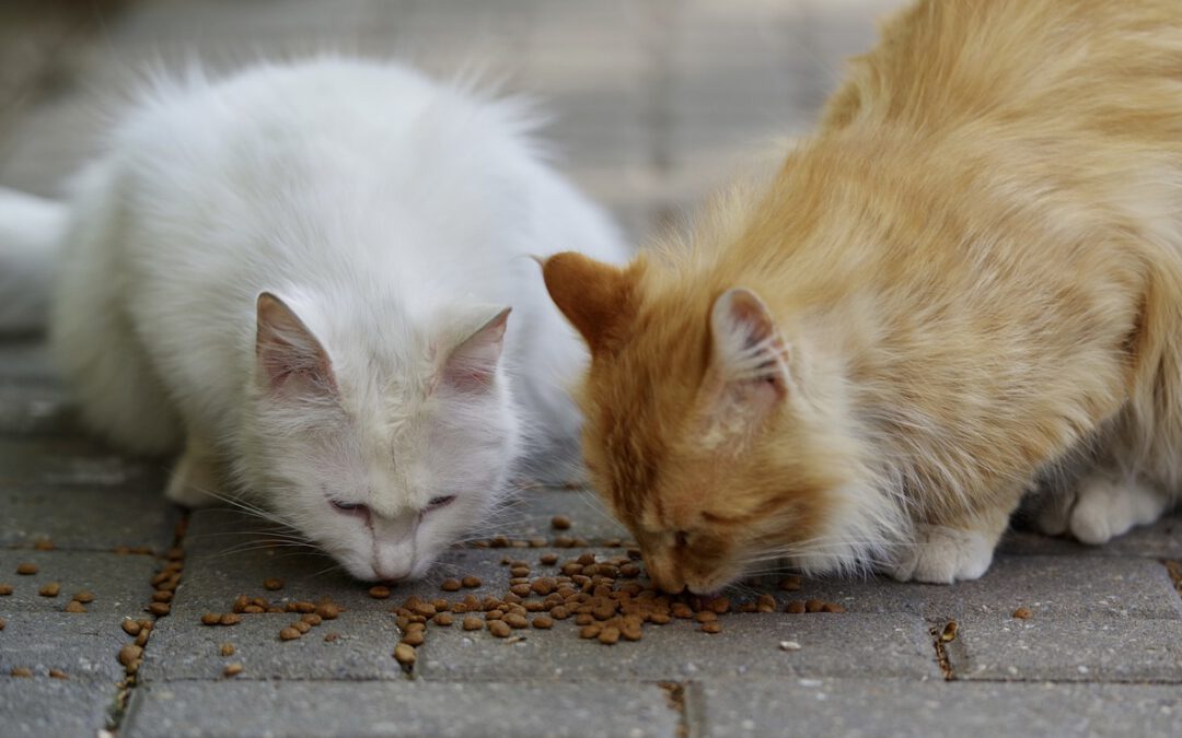 Wie viel Nassfutter braucht eine Katze täglich?