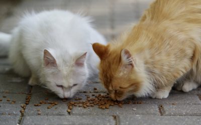 Wie viel Nassfutter braucht eine Katze täglich?
