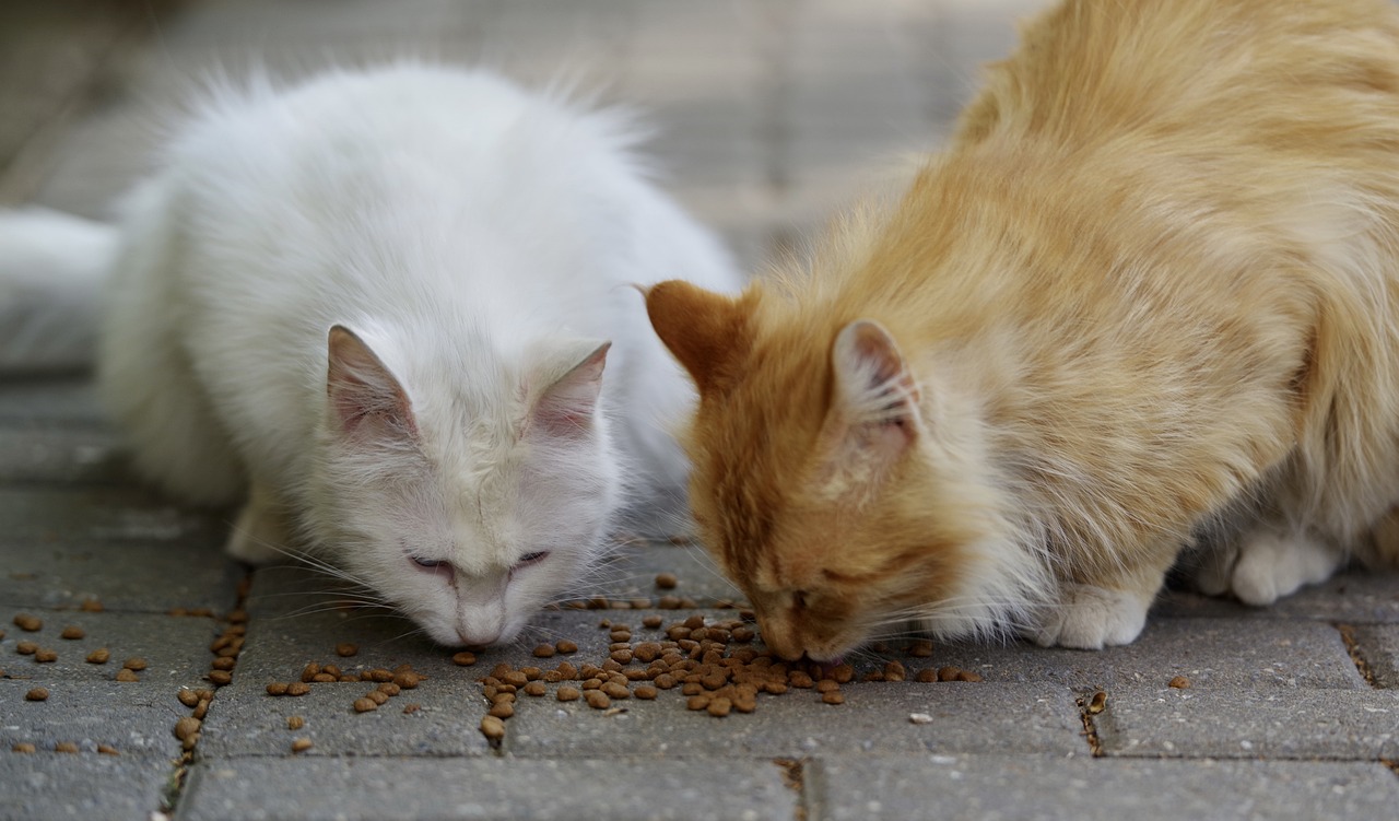 cats-7180135_1280 rohes Fleisch