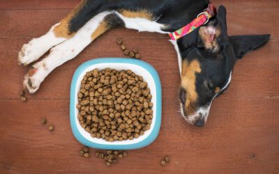 Futter-Frust beim Hund? So findest du das richtige Futter bei Allergien, Magenproblemen & Co.