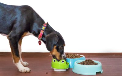 Was dürfen Hunde bei Allergie nicht fressen?
