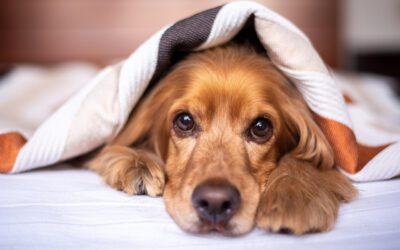 Magenprobleme beim Hund behandeln