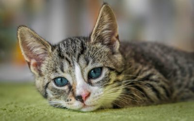 Was tun bei Futterunverträglichkeit bei Katzen?