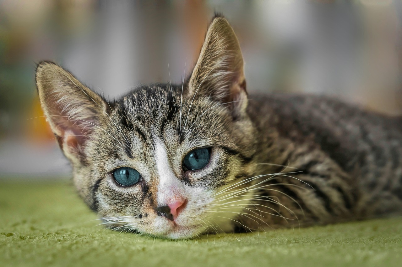 Katze liegt auf grünem Teppich Katze liegt auf grünem Teppich