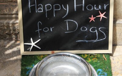 Wie oft sollte ein Hund am Tag fressen?