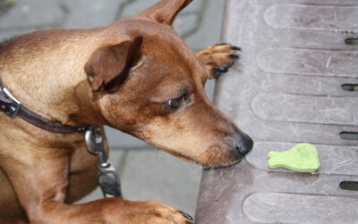 Hausgemachte Hundesnacks ohne Getreide