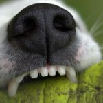 Man sieht Nase und obere Frontzähne von einem Hund. Maul geöffnet, weil er etwas festhält