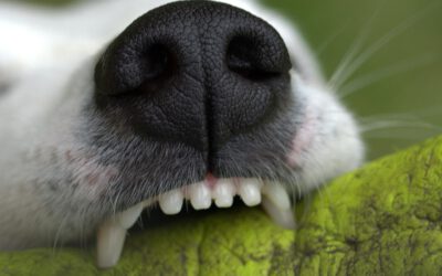 Zahngesundheit bei Hunden