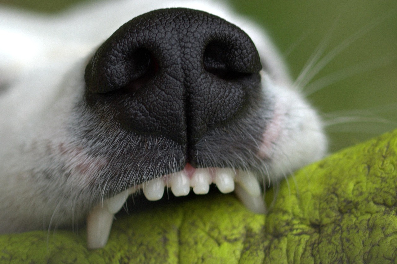 snout-1444697_1280 Man sieht Nase und obere Frontzähne von einem Hund. Maul geöffnet, weil er etwas festhält
